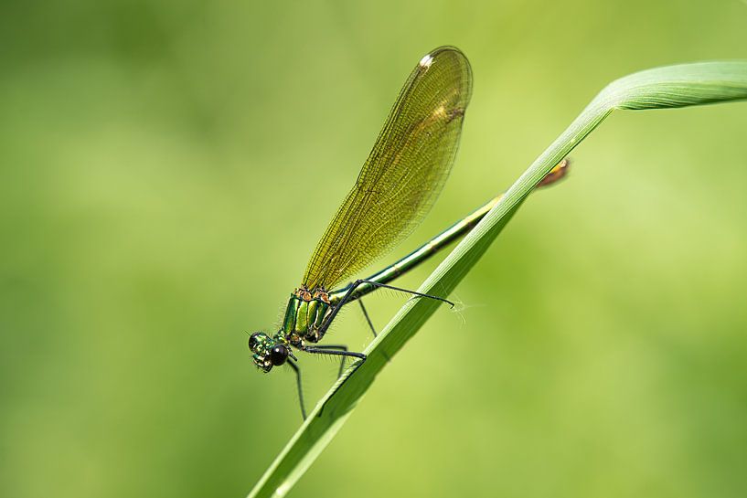 Dragonfly macro by Michael Gornig
