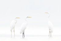 High Key Trio Grote Zilverreigers