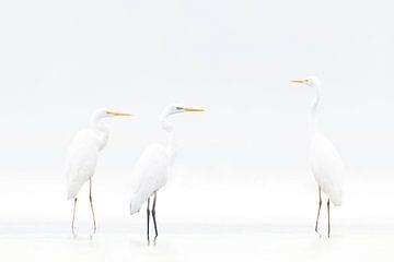 High Key Trio Grote Zilverreigers van Ronny De Groote