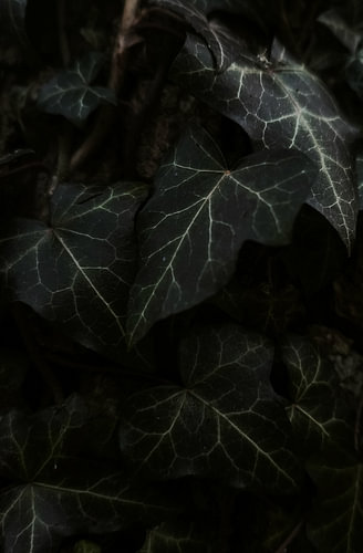 Dark ivy leaves in a moody botanical style