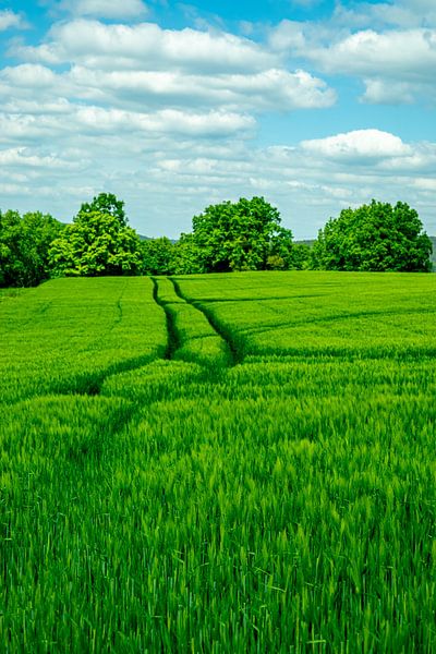 Sommerliche Wandertour durch das Saale Tal zur wunderschönen Leuchtenburg bei Kahla - Thüringen - Deutschland von Oliver Hlavaty