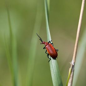 Gros plan d'un scarabée pyromane à tête rouge sur une feuille sur fond vert doux, regardant l'appare sur N. Rotteveel