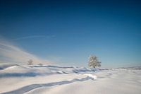Winter tree