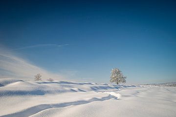 Winterboom van Thomas Bruttel