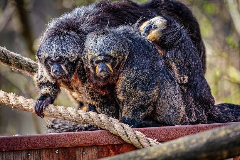 Relations familiales par Rob Boon