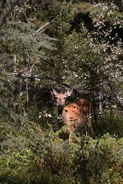 Nicht mit vollem Mund reden von Heather Poppeliers