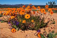 Namaqualand Daisies II by Corinne Welp thumbnail