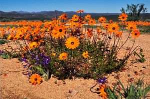 Namaqualand-Gänseblümchen II von Corinne Welp