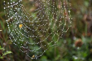 Een spinnenweb na de regen van Claude Laprise