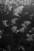 Duvet dans le vent