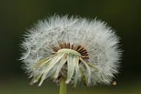 Paardenbloem