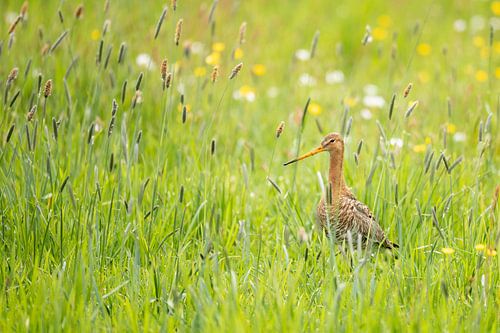 Grutto in kruidenrijk landschap - Natuurlijk Wadden