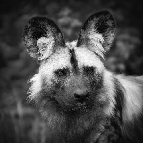 Afrikaanse Wilde Hond