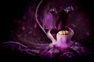 Closeup van een orchidee van Cynthia Hasenbos thumbnail