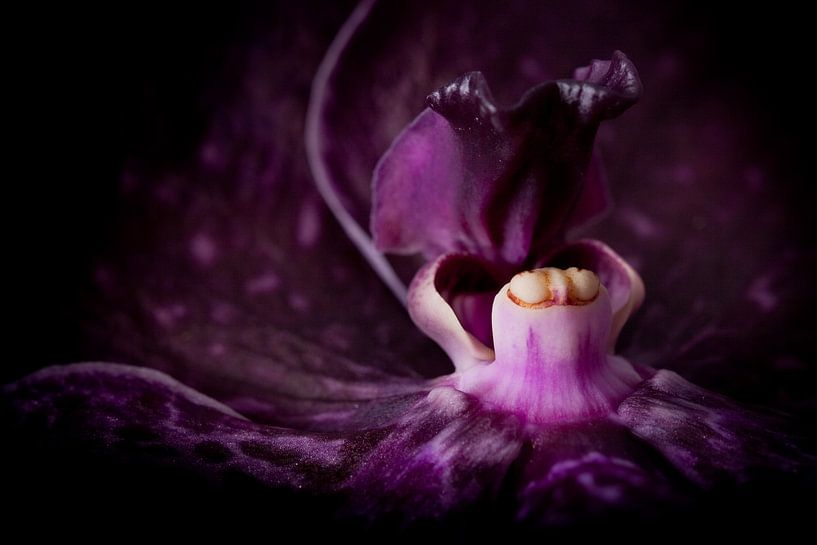 Closeup van een orchidee van Cynthia Hasenbos