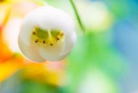 Kleurrijk Macro Bloem