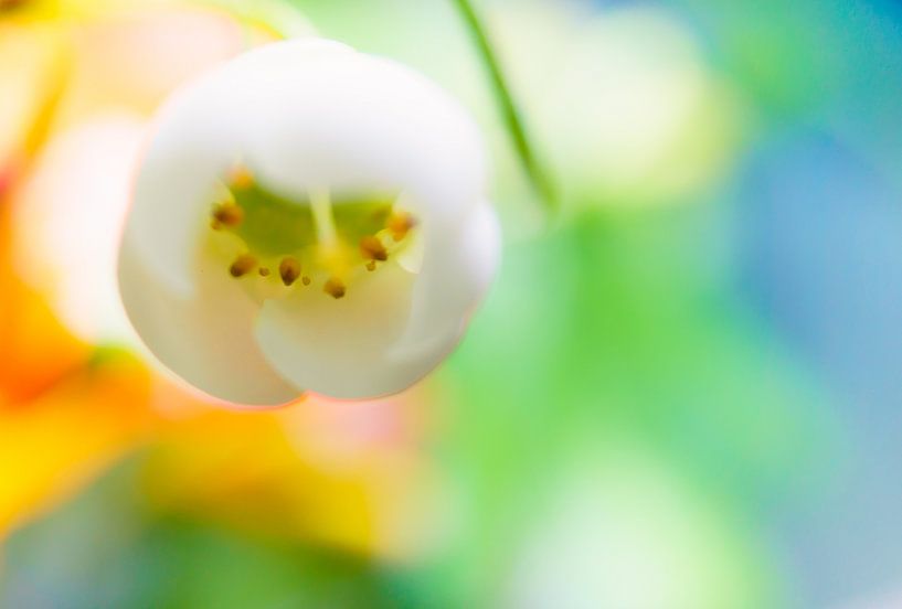 Kleurrijk Macro Bloem by Johan Slagers