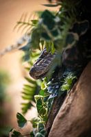 Reticulated python - Hidden Hunter