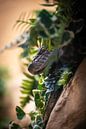 Reticulated python - Hidden Hunter by Triki Photography thumbnail