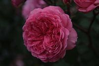 Rosa Blume