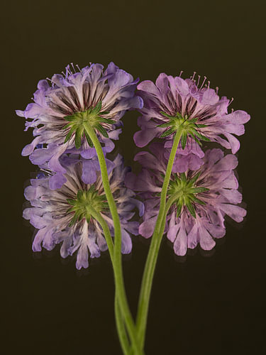 Natürliche Schönheit – Rosa und violette Skabiosen von Marjolijn van den Berg