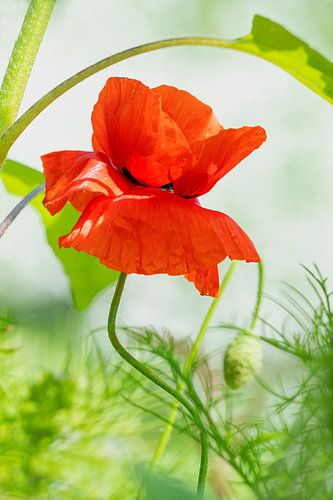 Poppy embraced by green