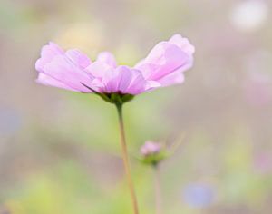 Délicate fleur rose