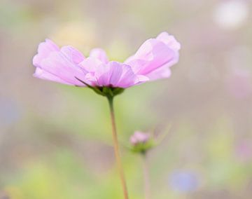 Zarte rosa Blume