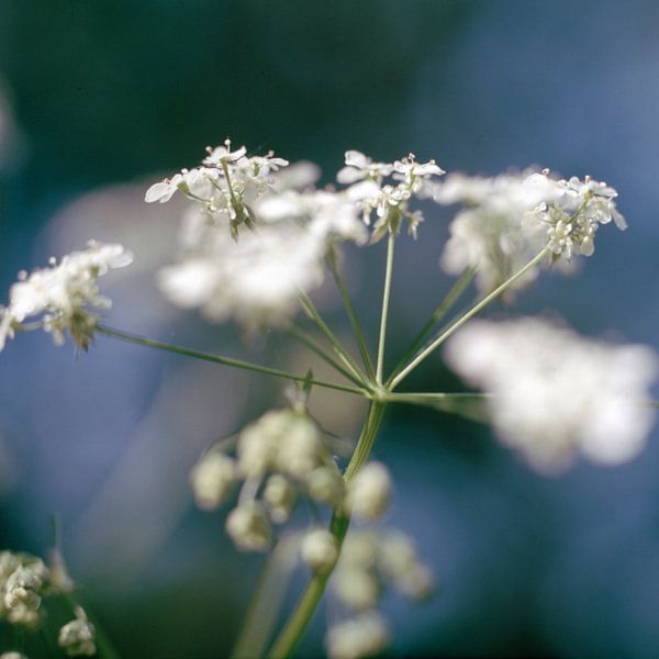 Flowering umbel of goutweed by Helmut Neumann Blütenfotografie