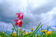 Kievitsbloemen in een weide in het voorjaar van Sjoerd van der Wal Fotografie thumbnail