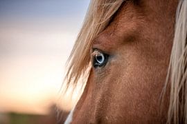 Close-up of a horse's eye during sunset by Madinja Groenenberg