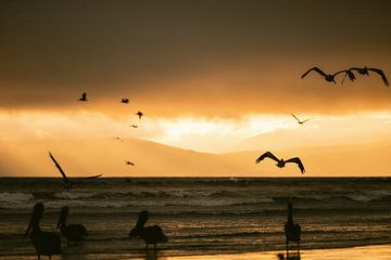 Pelikanen bij zonsondergang van Marika Huisman fotografie