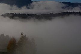 BAYERISCHER WALD 2 von Miroslav Ptacek