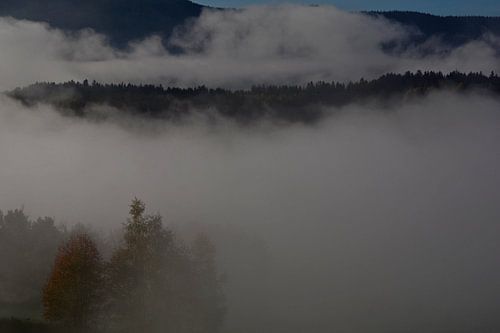 FORÊT BAVAROISE 2