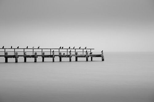 Oiseaux au repos