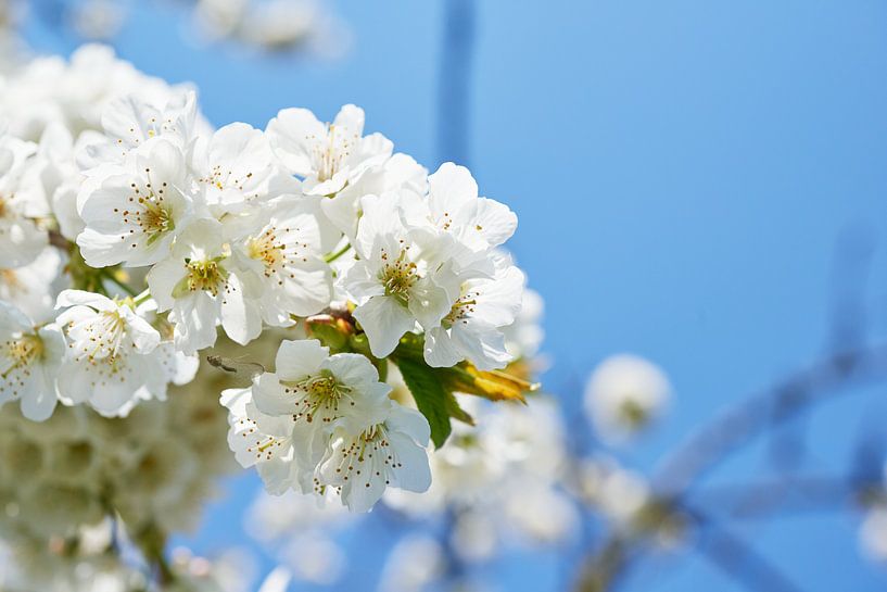 Pear blossom by Fred Roest