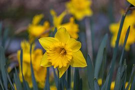 FLORA : YELLOW NARCISSUS by Photoart-Naegele