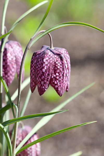 Schlangenkopf-Perlmutterfalter Blüte von Frans Rombout