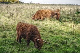 Gallovvays by Agostino Lo Coco