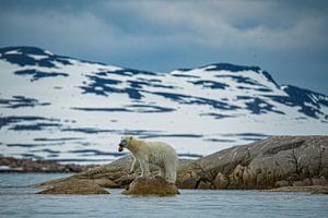 Eisbär an der Küste von Svalbard