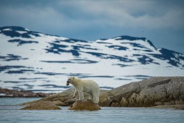 Polar bear on the coast of Svalbard by Kai Müller