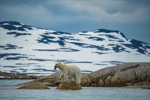 Polar bear on the coast of Svalbard