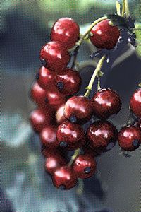 Rote Beeren von Roswitha Lorz