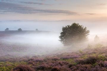 Mist, tree, heather... magic by Sander Grefte