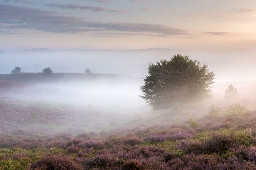 Ochtendlicht en mist over de heide
