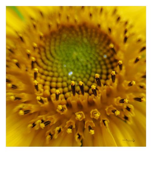 Ochre yellow flower hard by Erik Reijnders