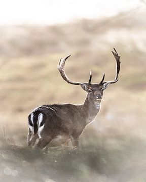 Atmospheric portrait of Fallow deer by Wietse de Graaf