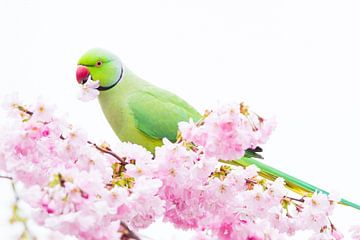 Collier perruche côté homme en fleur du Japon sur Menno van Duijn