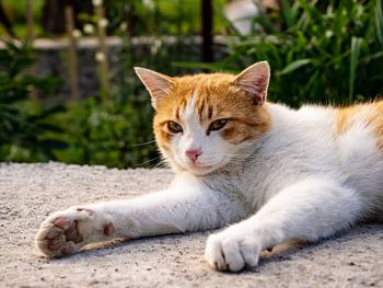 Katze in der Abendsonne
