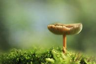  Mushroom von Michelle Zwakhalen Miniaturansicht